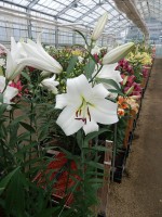 [5195 Agostini VH No01.JPG]